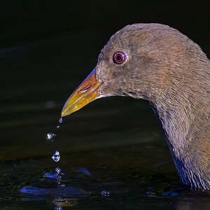 NZ9_3456_Teichhuhnporträt_Jungvogel_IA_11_2022.jpg
