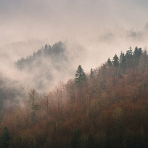 9254 Mountain Mist.jpg