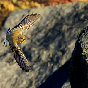 NZ9_2833_Steinschmätzer_Helgoland_Fliegenjagd_IA_10_2022.jpg