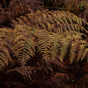 Herbstfarn 1_bearbeitet-1.jpg