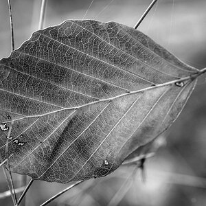 Buchenblatt im Gras BW.jpg