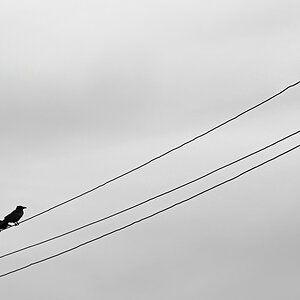 OF-05351sw.jpg