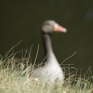 _DSC4182NF.jpg