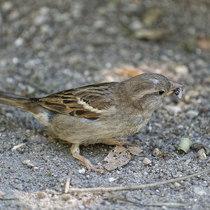 _DSC4391NF.jpg