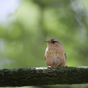 _DSC4476NF.jpg