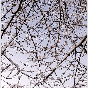 554 Schrebergarten – Winterzauber Kirschbaum