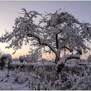 556 Schrebergarten – Winterzauber Apfelbaum