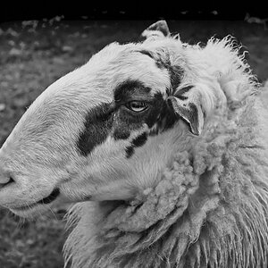 Bentheimer Landschaf BW.jpg