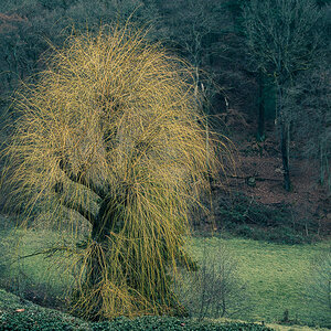 Weide an der Walluf