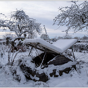 574 Bünte im Schnee am 4. Advent III