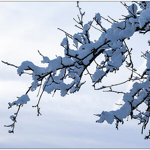 577 Bünte im Schnee am 4. Advent VI