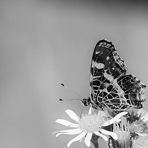 DSC_4409.jpg
