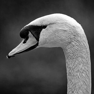 DSC_1858_sw.jpg
