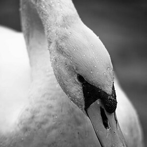 DSC_1868-sw.jpg