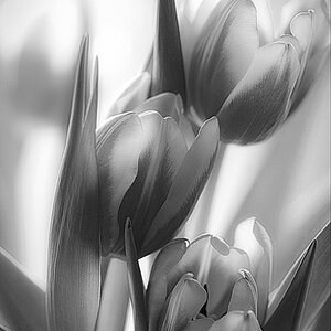 Tulpen aus Amsterdam.jpg