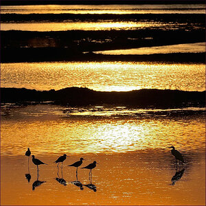 comp_2Birds5.jpg