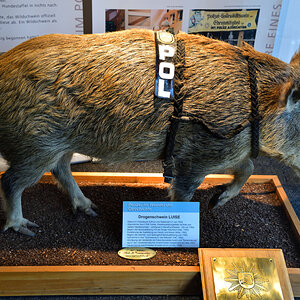 Drogenschwein Luise.jpg