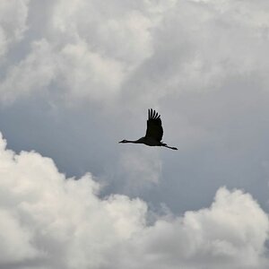 Kranich in den Wolken 1