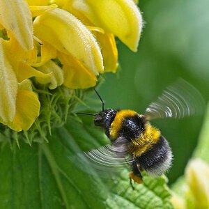 Erdhummel .jpg