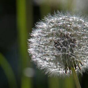 Pusteblume.jpg