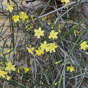Winterjasmin 1.jpg