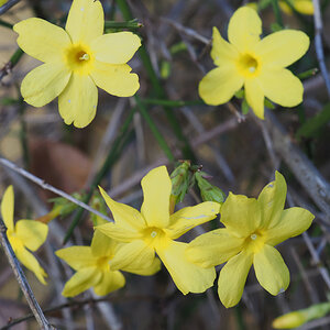 Winterjasmin 2.jpg