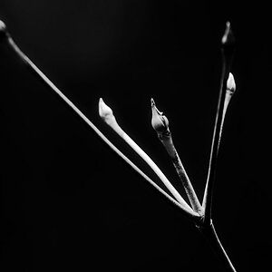 Knospen 1 BW.jpg