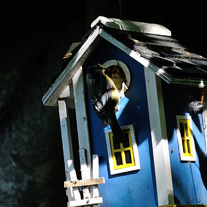 Blaumeise, Nachwuchs, blaues Haus.jpg