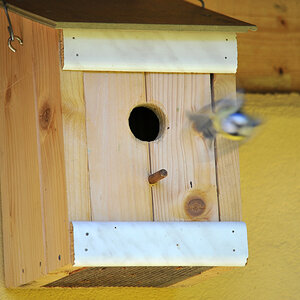 Blaumeise Abflug.jpg