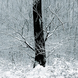 Schnee-Buche