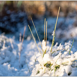 010 Januar mit Schnee in der Bünte 1