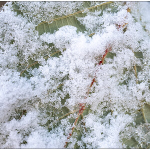 011 Januar mit Schnee in der Bünte 2