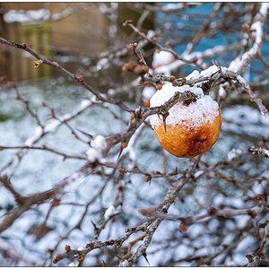 012 Januar mit Schnee in der Bünte 3