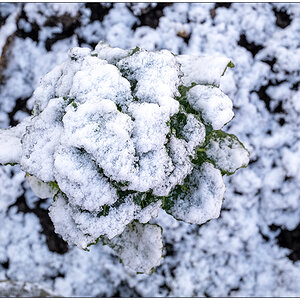 013 Januar mit Schnee in der Bünte 4