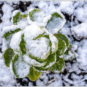014 Januar mit Schnee in der Bünte 5