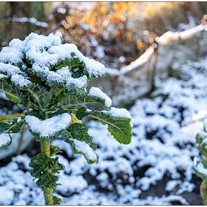 015 Januar mit Schnee in der Bünte 6