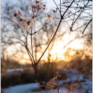 016 Januar mit Schnee in der Bünte 7