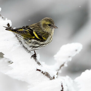 Zeisig im Schnee.jpg