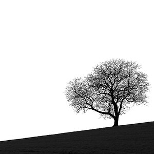 Martinsbaum