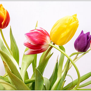 022 Tulpen