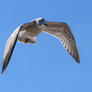 OF2_59091.jpg