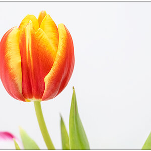 026 Tulpe