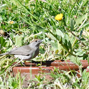 gartenbesucher.jpg