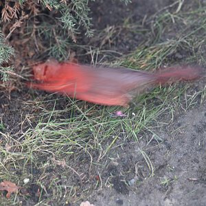 Roter Kardinal