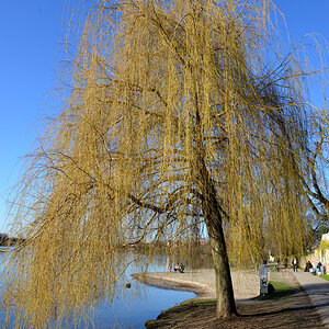 frühling_ladenburg.jpg