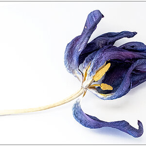 031 Getrocknete lila Tulpe