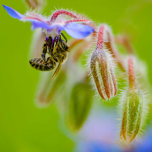Biene auf Blaue Blume.jpg