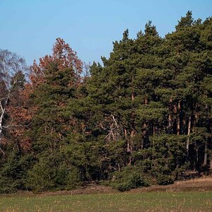 Am Waldrand.jpg