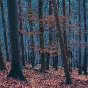Buchenwald im Taunus