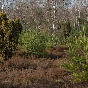 Bokeler Heide 2.jpg